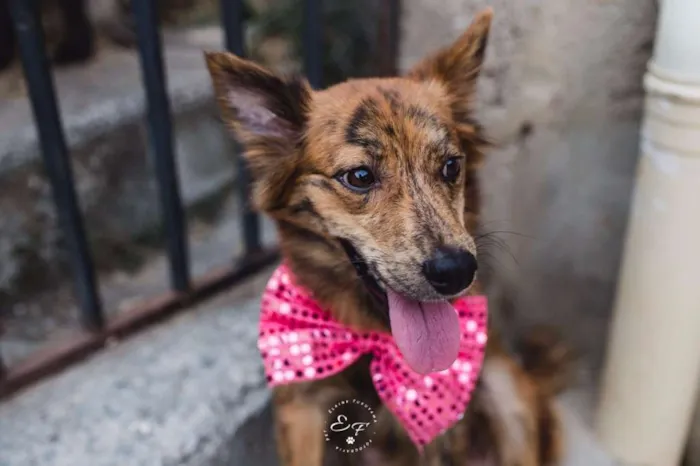 Cachorro ra a SRD idade 1 ano nome Estrela