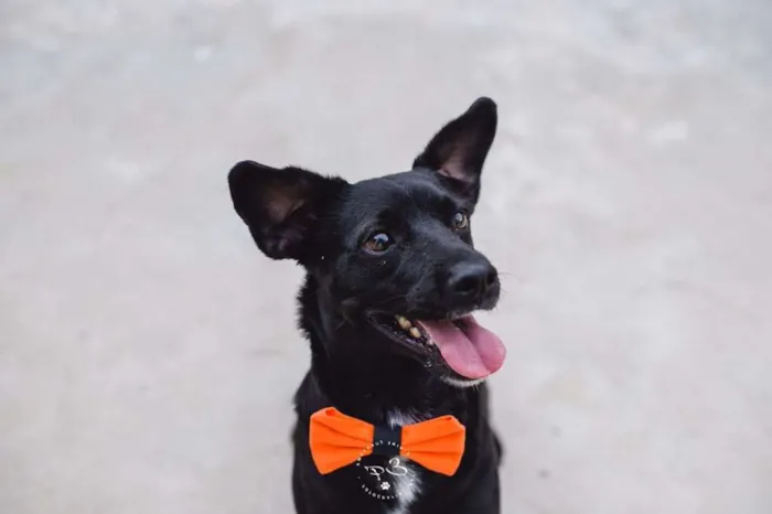Cachorro raça SRD idade 2 anos nome Totó
