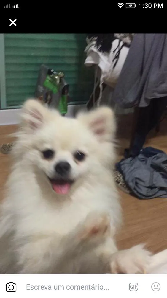 Cachorro ra a Spitz alemão idade 2 anos nome Thor