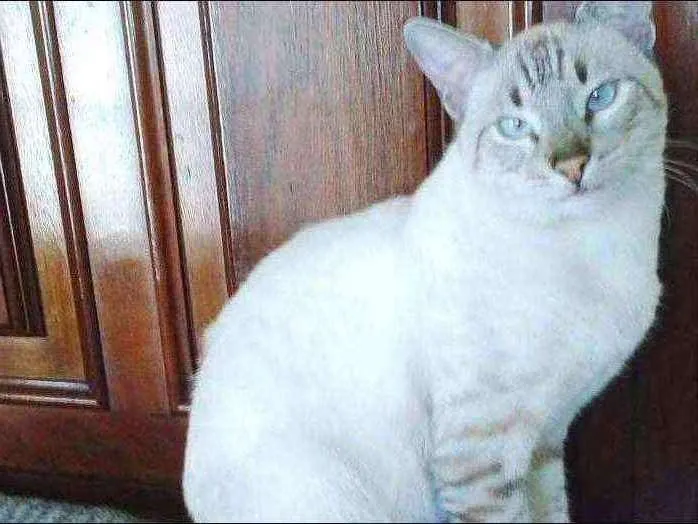 Gato raça BEGE TIGRADO idade 7 a 11 meses nome GALAK