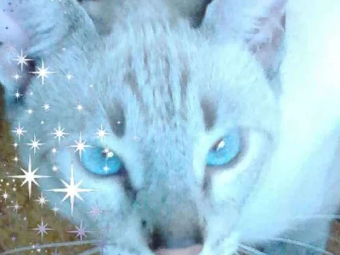 Gato raça BEGE TIGRADO idade 7 a 11 meses nome GALAK