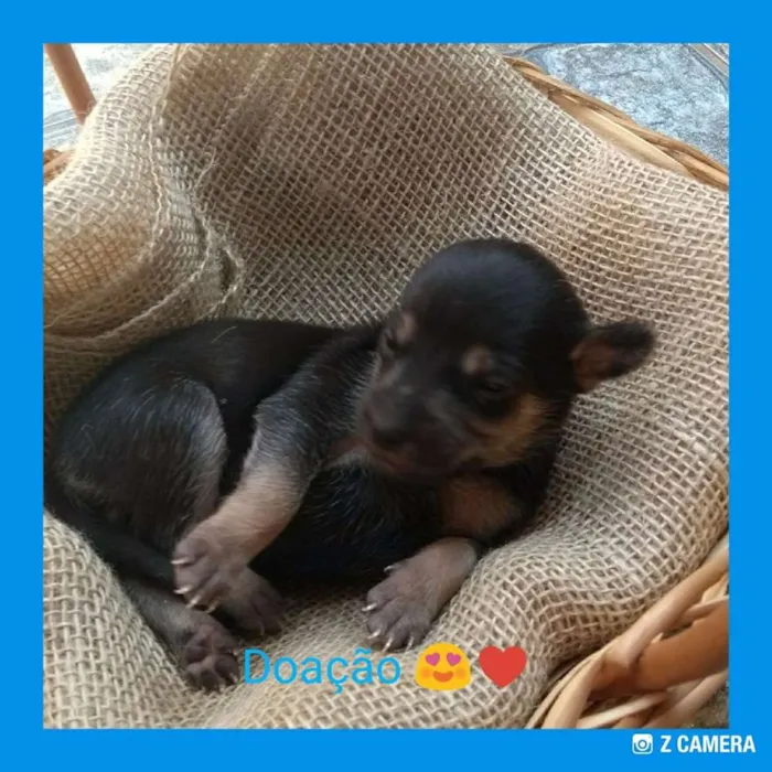 Cachorro raça Porte pequeno idade Abaixo de 2 meses nome Filhotes