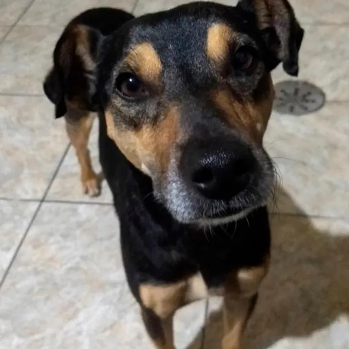 Cachorro ra a  idade 1 ano nome Bob
