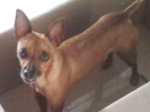 Cachorro raça Pincher idade 4 anos nome Rafa