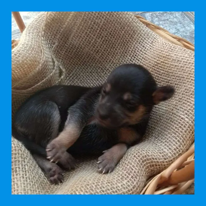 Cachorro raça Porte pequeno idade Abaixo de 2 meses nome Filhotes