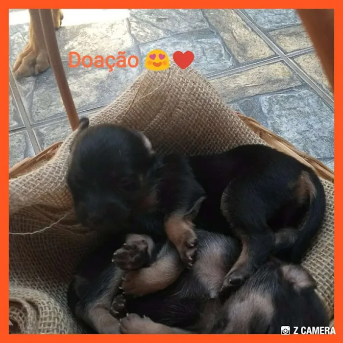 Cachorro raça Porte pequeno idade Abaixo de 2 meses nome Filhotes