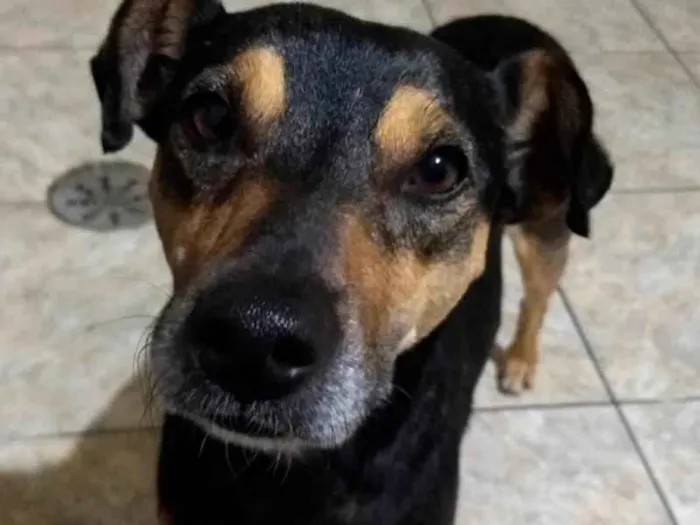 Cachorro ra a  idade 1 ano nome Bob