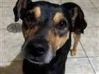 Cachorro raça  idade 1 ano nome Bob