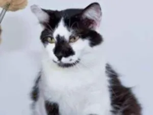 Gato raça  idade 2 anos nome Salgueiro
