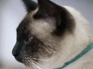 Gato raça  idade 3 anos nome Loki