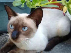Gato raça Siamês idade 3 anos nome Meg