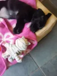 Maya
