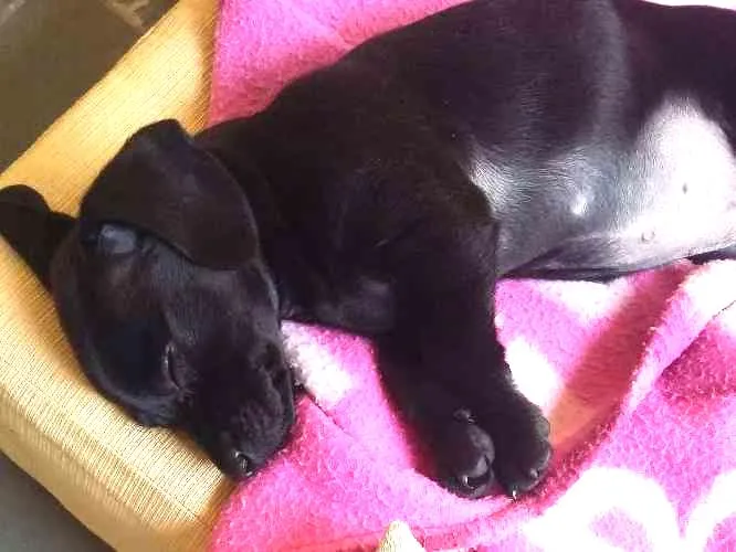 Cachorro ra a SRD idade 2 a 6 meses nome Maya
