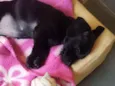 Maya