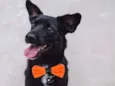 Totó