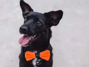 Cachorro raça SRD idade 2 anos nome Totó