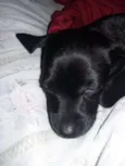 Maya
