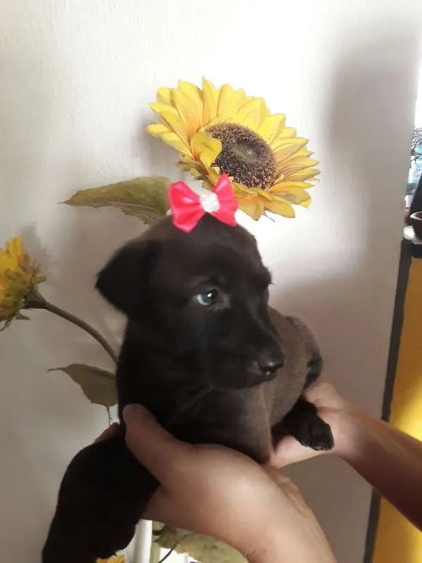 Cachorro ra a Viralatinhas delicias idade Abaixo de 2 meses nome Só filhotes