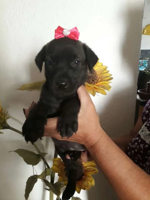 Cachorro ra a Viralatinhas delicias idade Abaixo de 2 meses nome Só filhotes