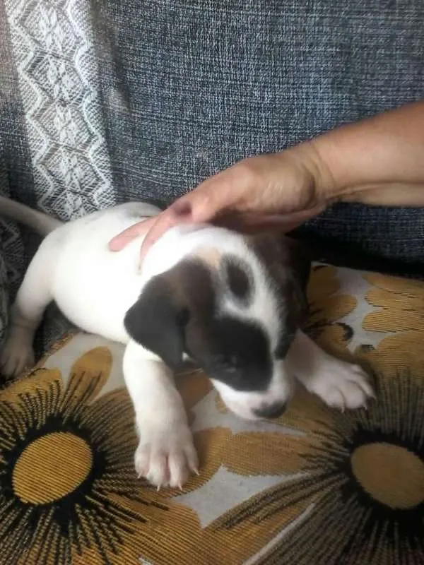 Cachorro ra a Viralatinhas delicias idade Abaixo de 2 meses nome Só filhotes