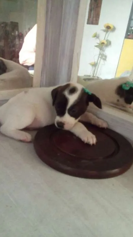 Cachorro ra a Viralatinhas delicias idade Abaixo de 2 meses nome Só filhotes