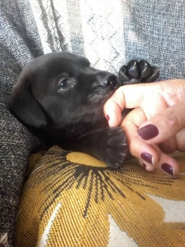 Cachorro ra a Viralatinhas delicias idade Abaixo de 2 meses nome Só filhotes