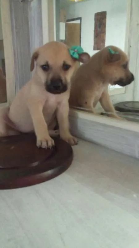 Cachorro ra a Viralatinhas delicias idade Abaixo de 2 meses nome Só filhotes
