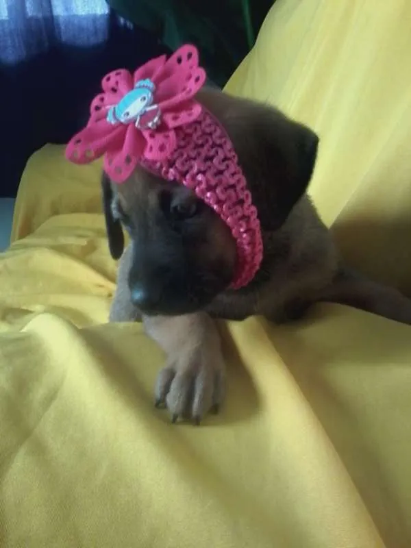 Cachorro ra a Viralatinhas delicias idade Abaixo de 2 meses nome Só filhotes