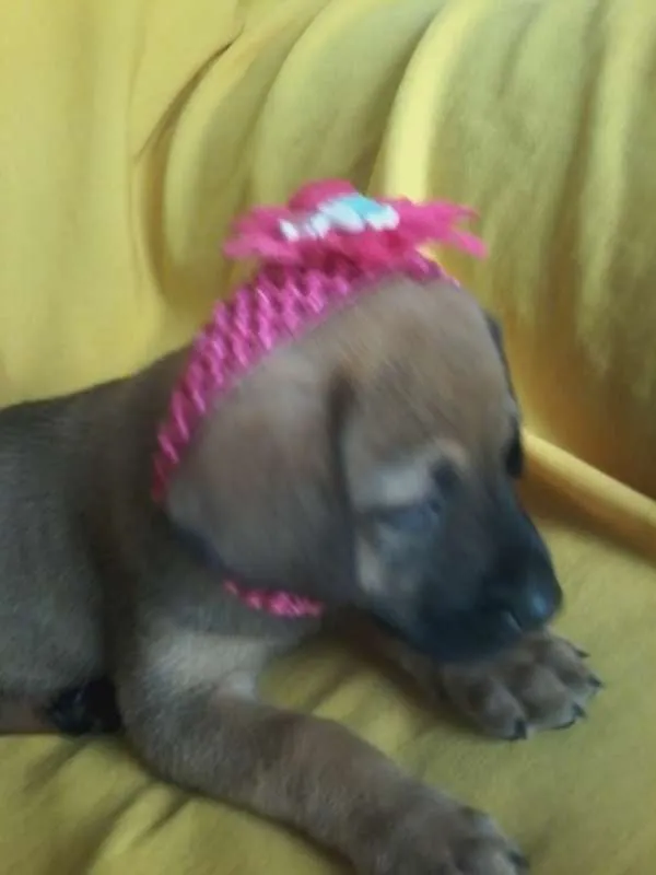 Cachorro ra a Viralatinhas delicias idade Abaixo de 2 meses nome Só filhotes