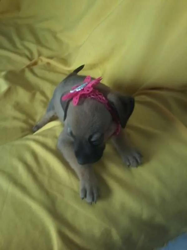 Cachorro ra a Viralatinhas delicias idade Abaixo de 2 meses nome Só filhotes