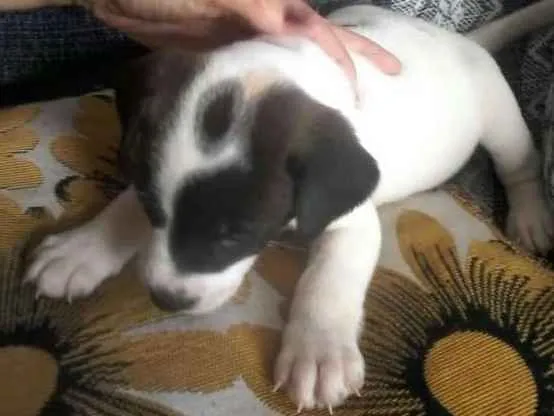 Cachorro ra a Viralatinhas delicias idade Abaixo de 2 meses nome Só filhotes