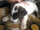 Cachorro raça Viralatinhas delicias idade Abaixo de 2 meses nome Só filhotes