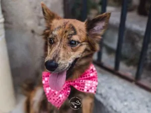 Cachorro raça SRD idade 1 ano nome Estrela
