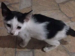 Gato raça SRD idade Abaixo de 2 meses nome Lili