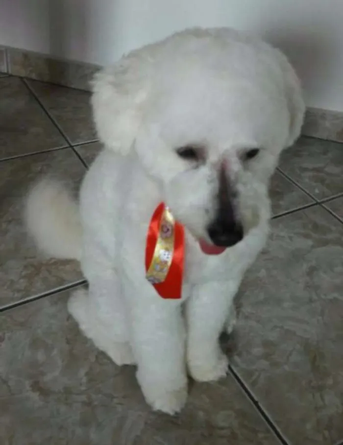 Cachorro ra a Poodle idade 1 ano nome Tony