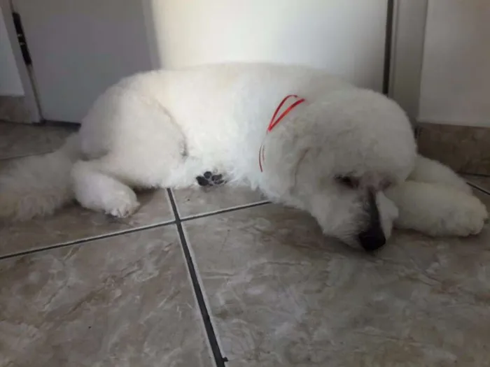 Cachorro ra a Poodle idade 1 ano nome Tony