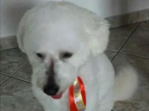 Cachorro raça Poodle idade 1 ano nome Tony