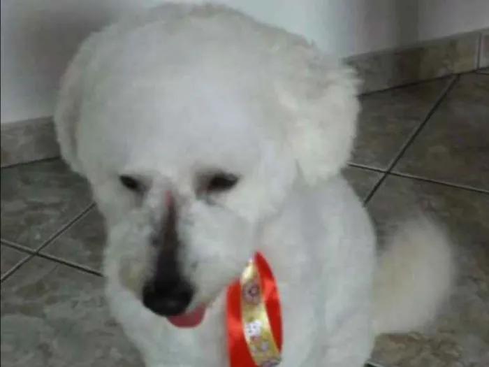Cachorro ra a Poodle idade 1 ano nome Tony