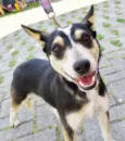 Estrela