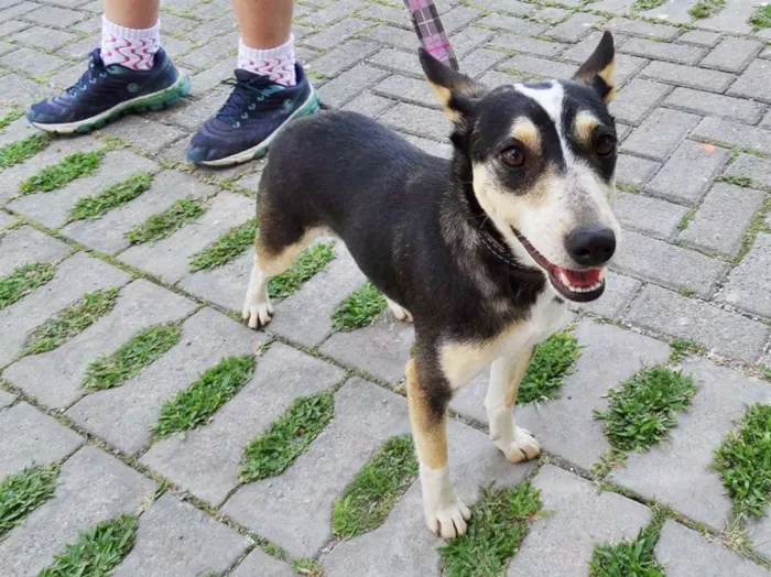 Cachorro ra a srd idade  nome Estrela