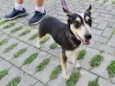 Estrela