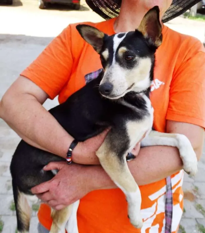 Cachorro ra a srd idade  nome Estrela