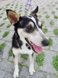 Estrela