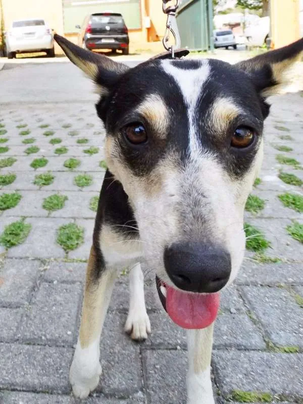 Cachorro ra a srd idade  nome Estrela