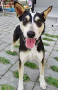 Estrela