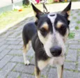 Estrela