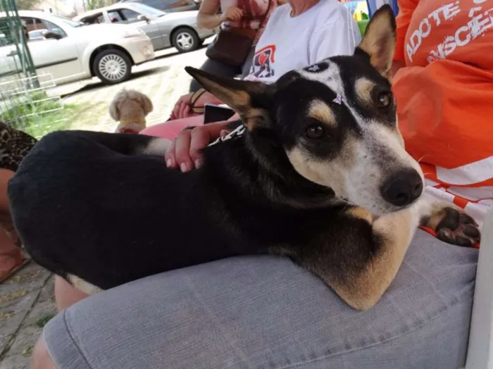 Cachorro ra a srd idade  nome Estrela
