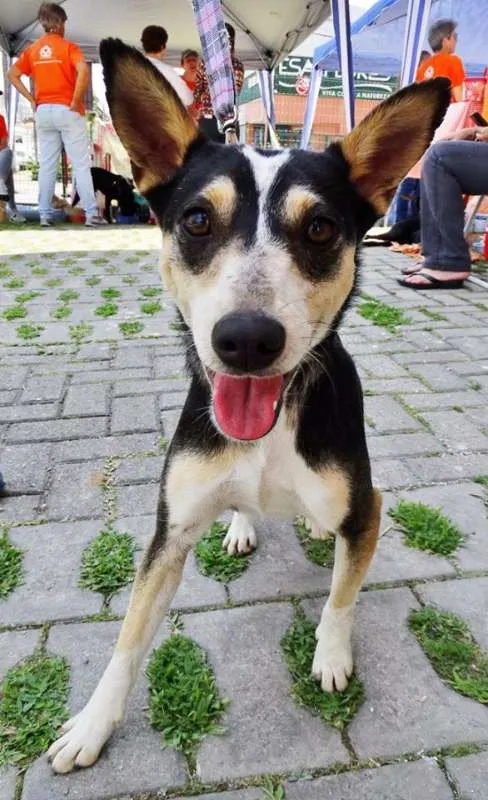 Cachorro ra a srd idade  nome Estrela