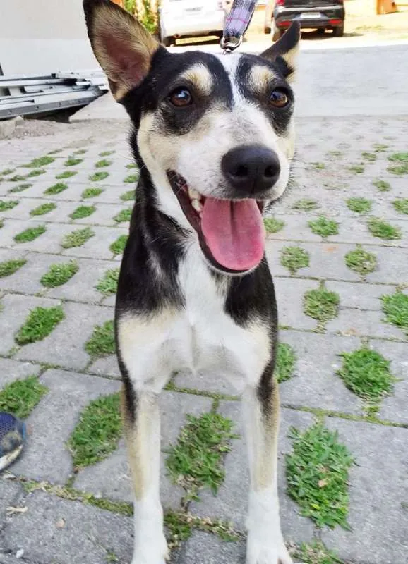 Cachorro ra a srd idade  nome Estrela
