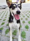 Estrela